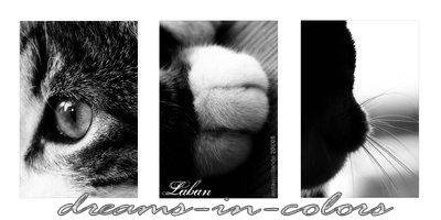 le chat